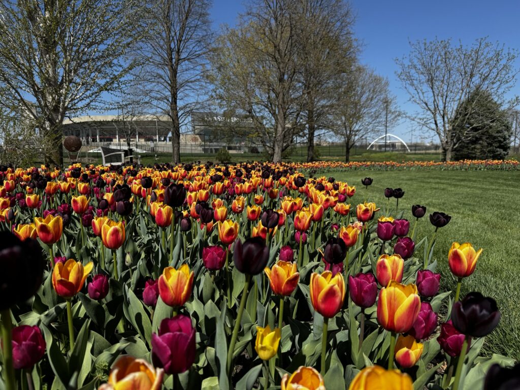 Tulips at Reiman Gardens, Ames